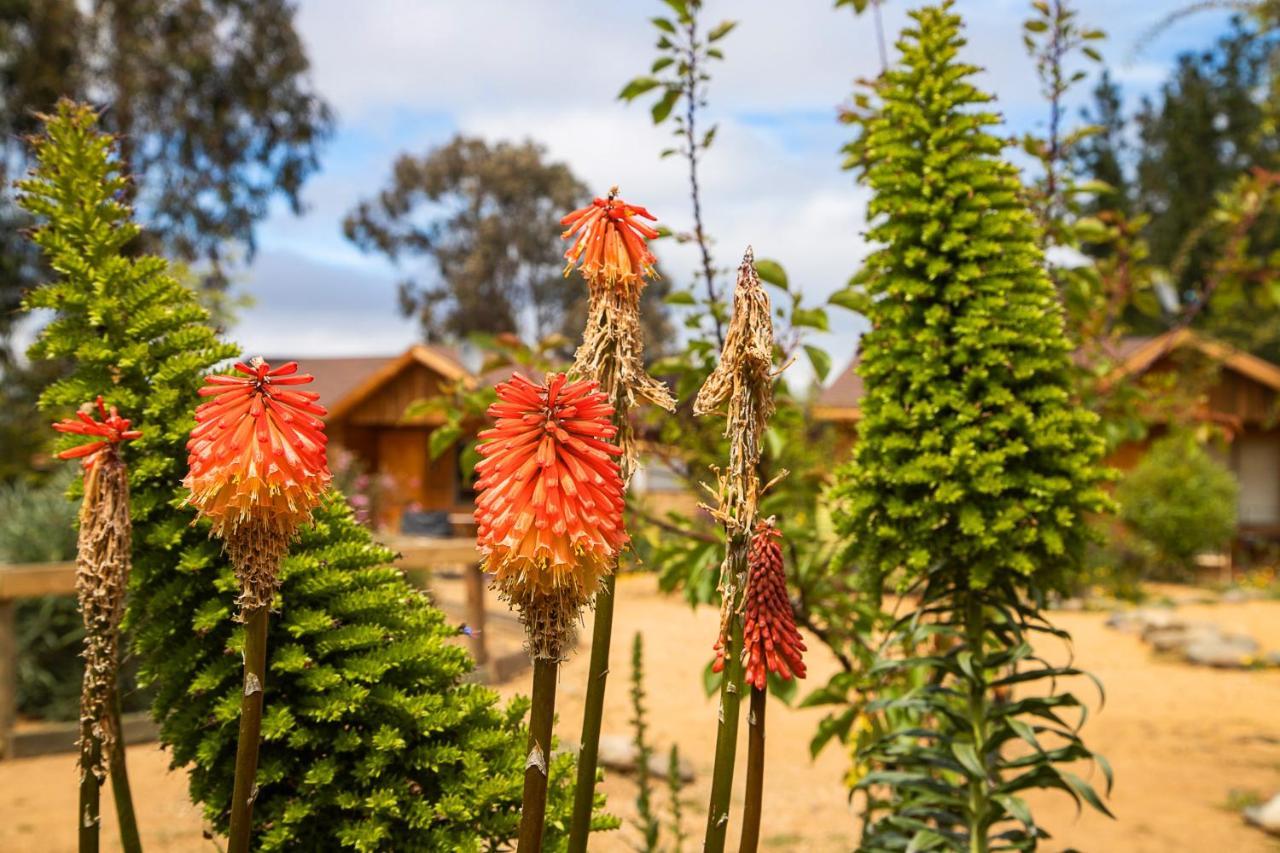 Cabana En Tunquen Con Parrilla, Fogon, Piscina Y Bosque 外观 照片
